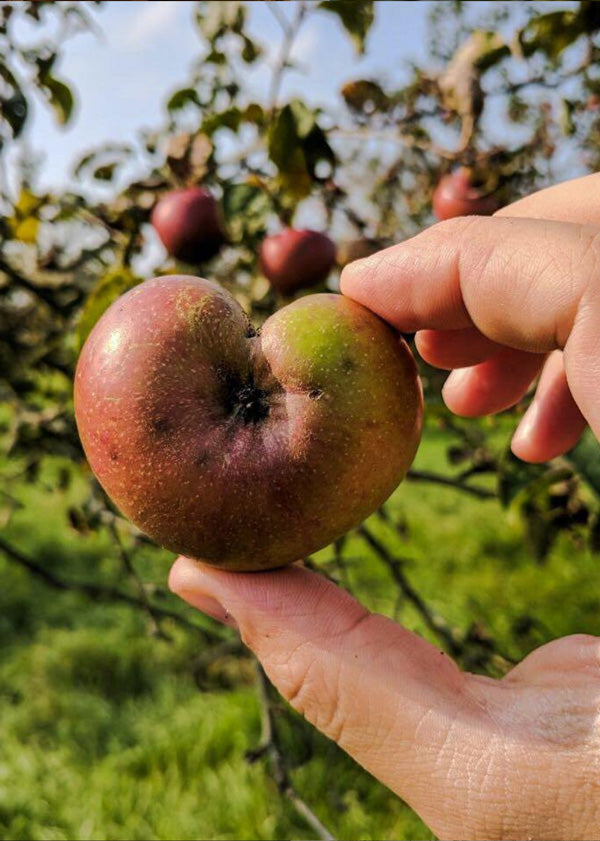 Streuobstwiesen Produkte – aktiver Naturschutz und Bewahrung von Tradition