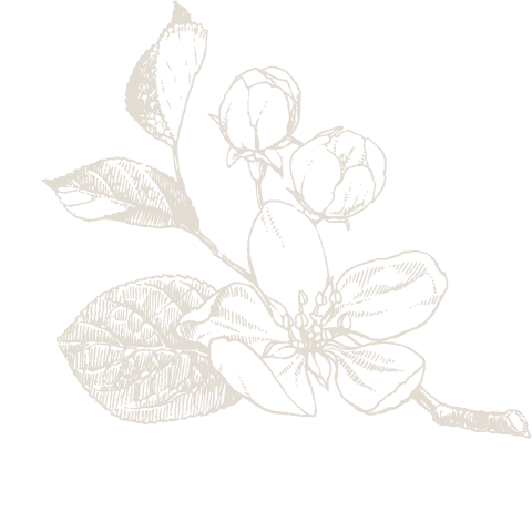 grafik von einer apfelblüte