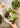 bowl mit spinatsalat linsensalat und apfelessig honig dressing