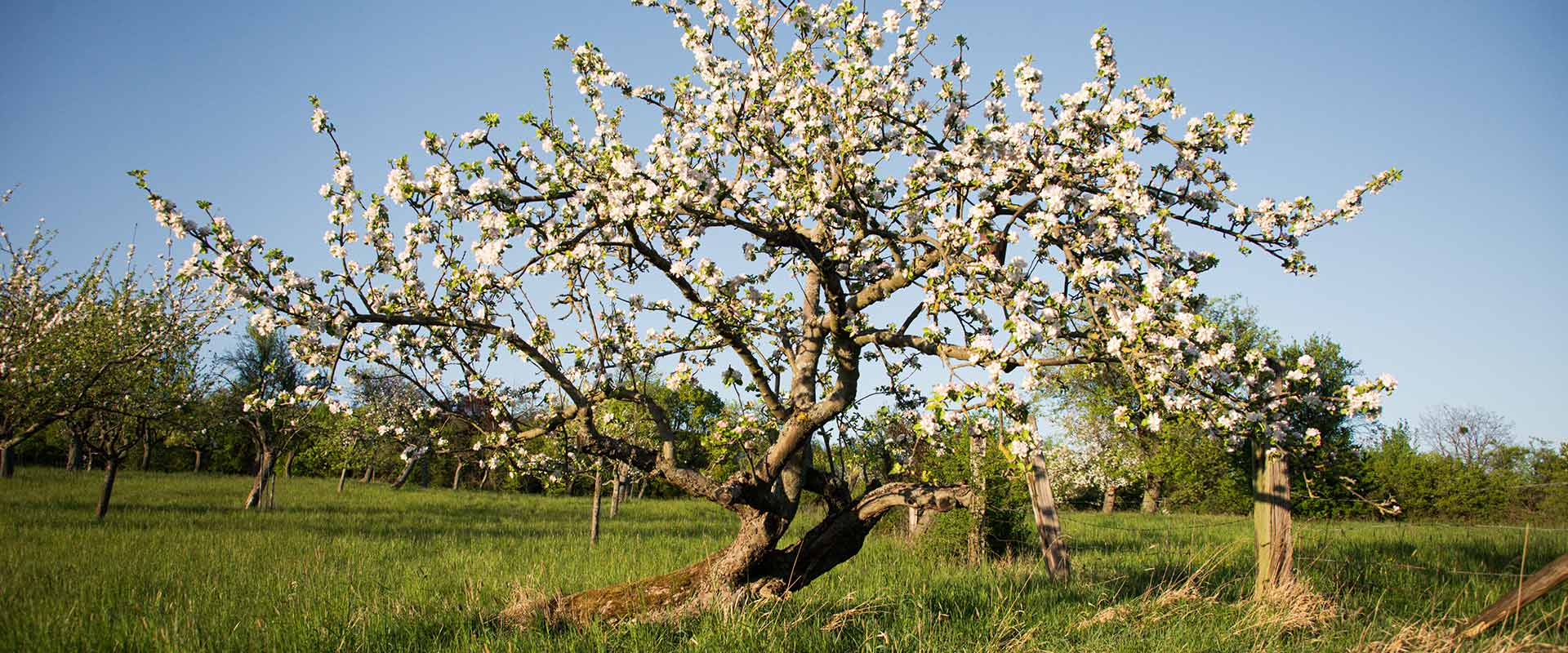 alter streuobstwiesenbaum in hochstadt