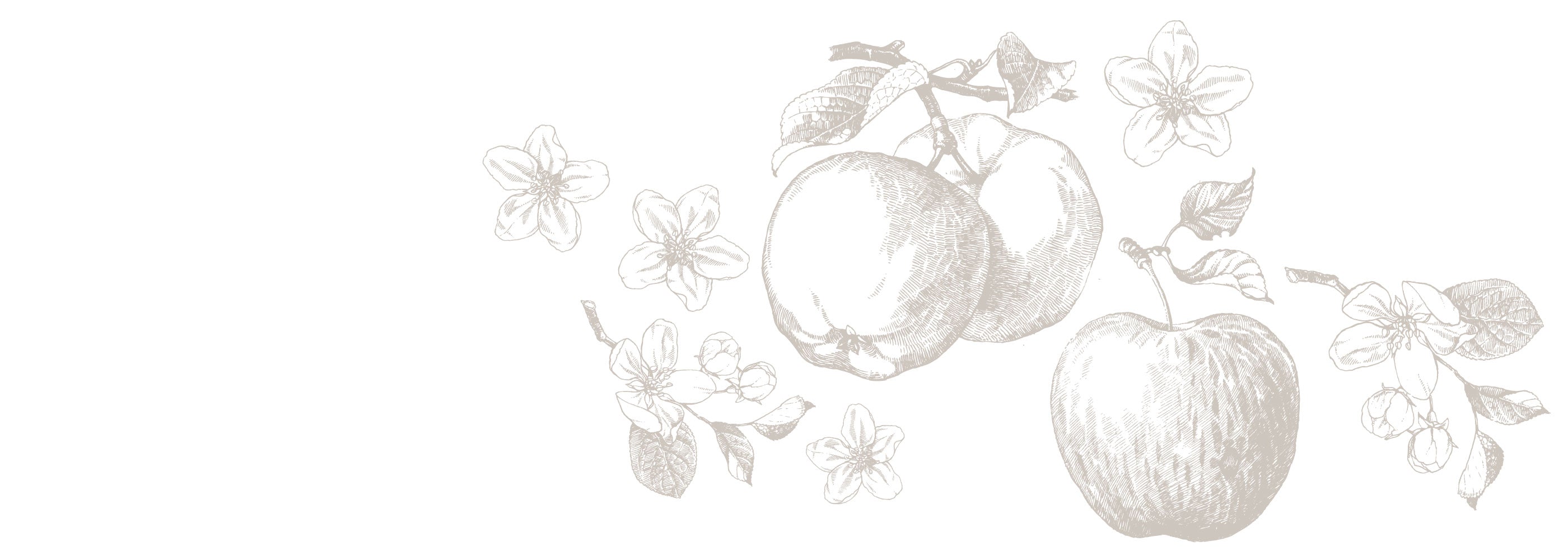 grafik äpfel und apfelblüten