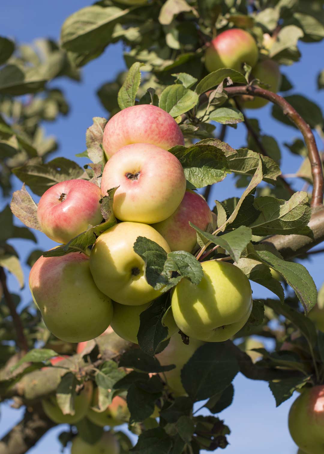 close up champagner reinette am apfelbaum