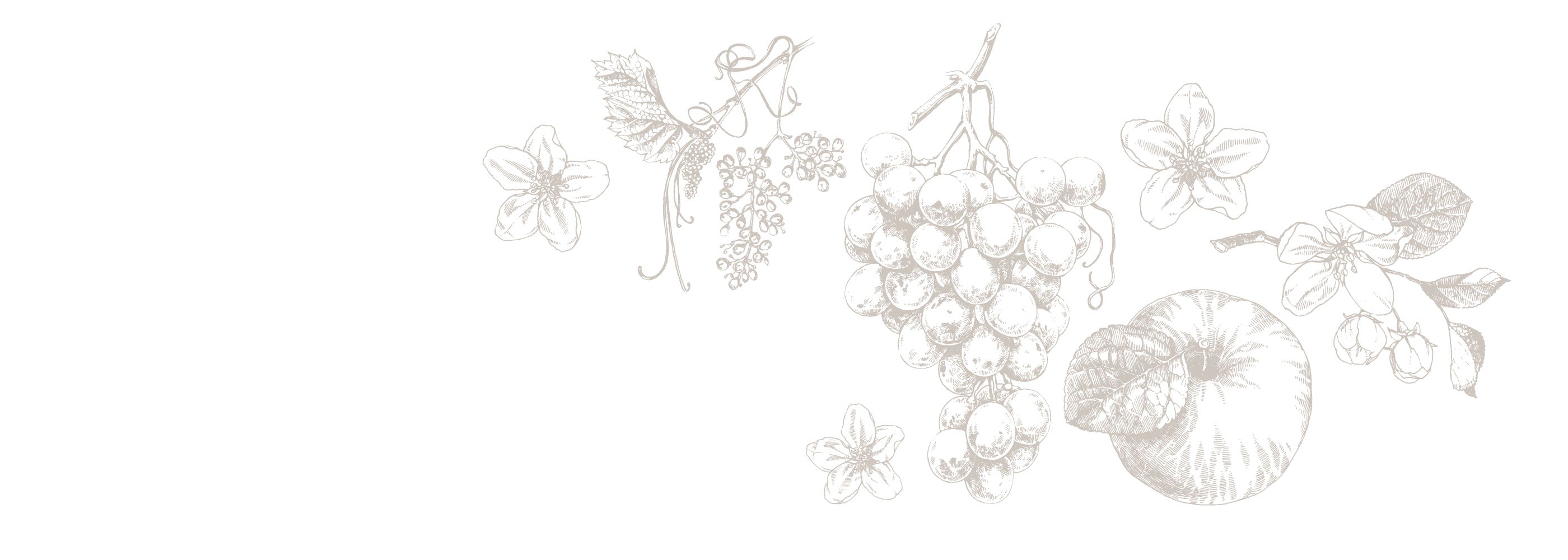 grafik äpfel apfelblüten und trauben