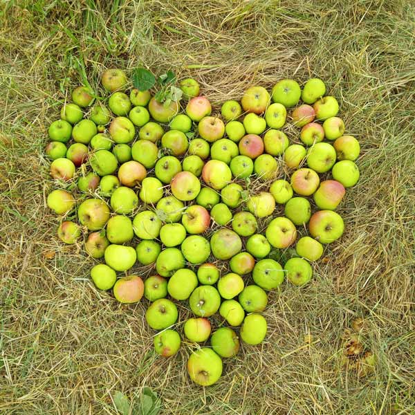 äpfel zu einem herz angeordnet auf einer gemähten streuobstwiese