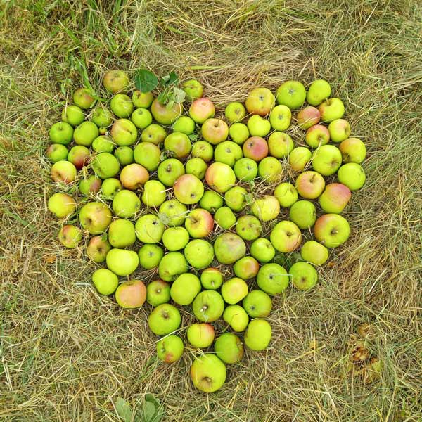 äpfel zu einem herz angeordnet auf einer gemähten streuobstwiese