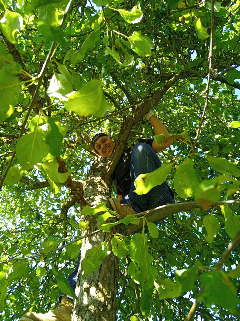 johannes sitzt in einem apfelbaum und grinst herunter