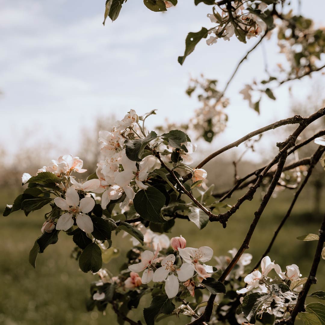 Detailaufnahme der Apfelblüten am Baum auf der Streuobstwiese