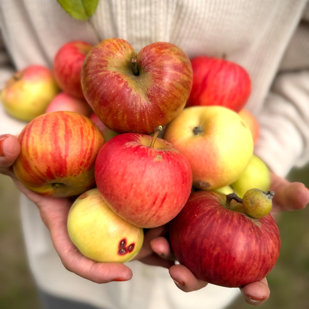 Streuobstwiesenäpfeln aus Hochstadt 