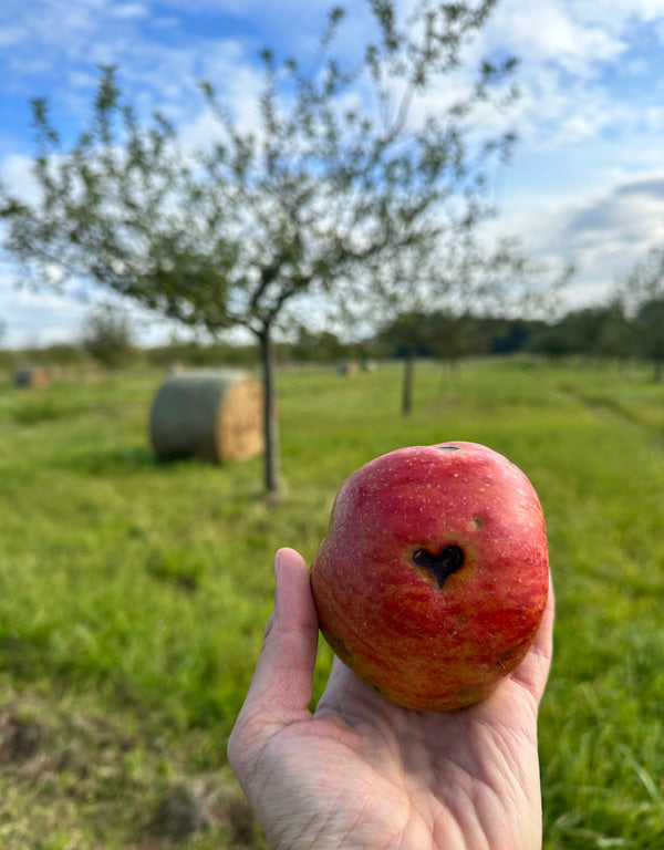 Apfel mit herz kerbe