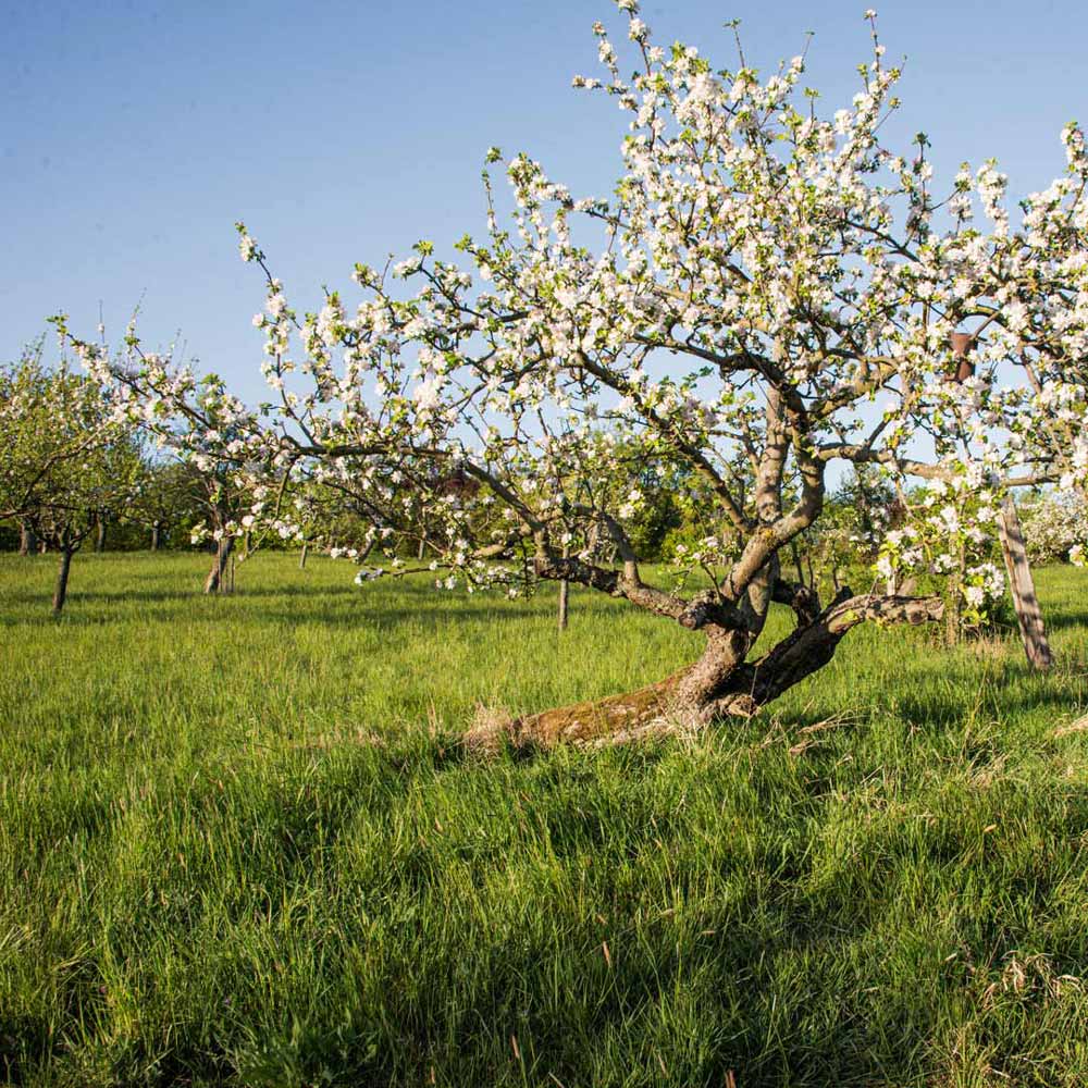 uralter schiefer apfelbaum auf einer hochstädter streuobstwiese