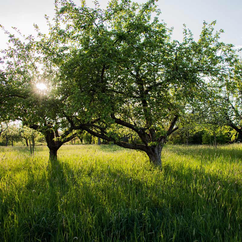 Alte Streuobstwiesen Apfelbäume in Abendstimmung im Gegenlicht