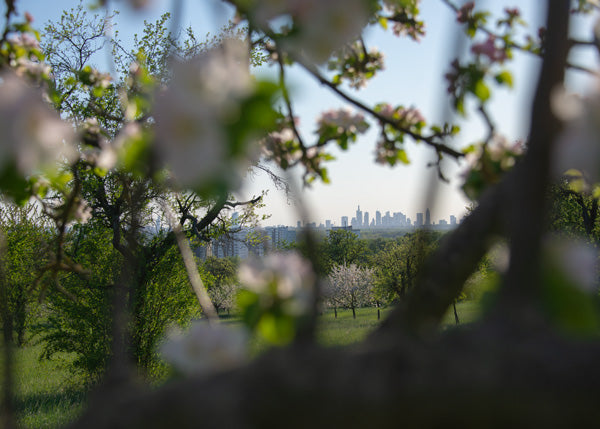 blick zwischen den apfelbäumen hindurch auf die frankfurter skyline in der ferne