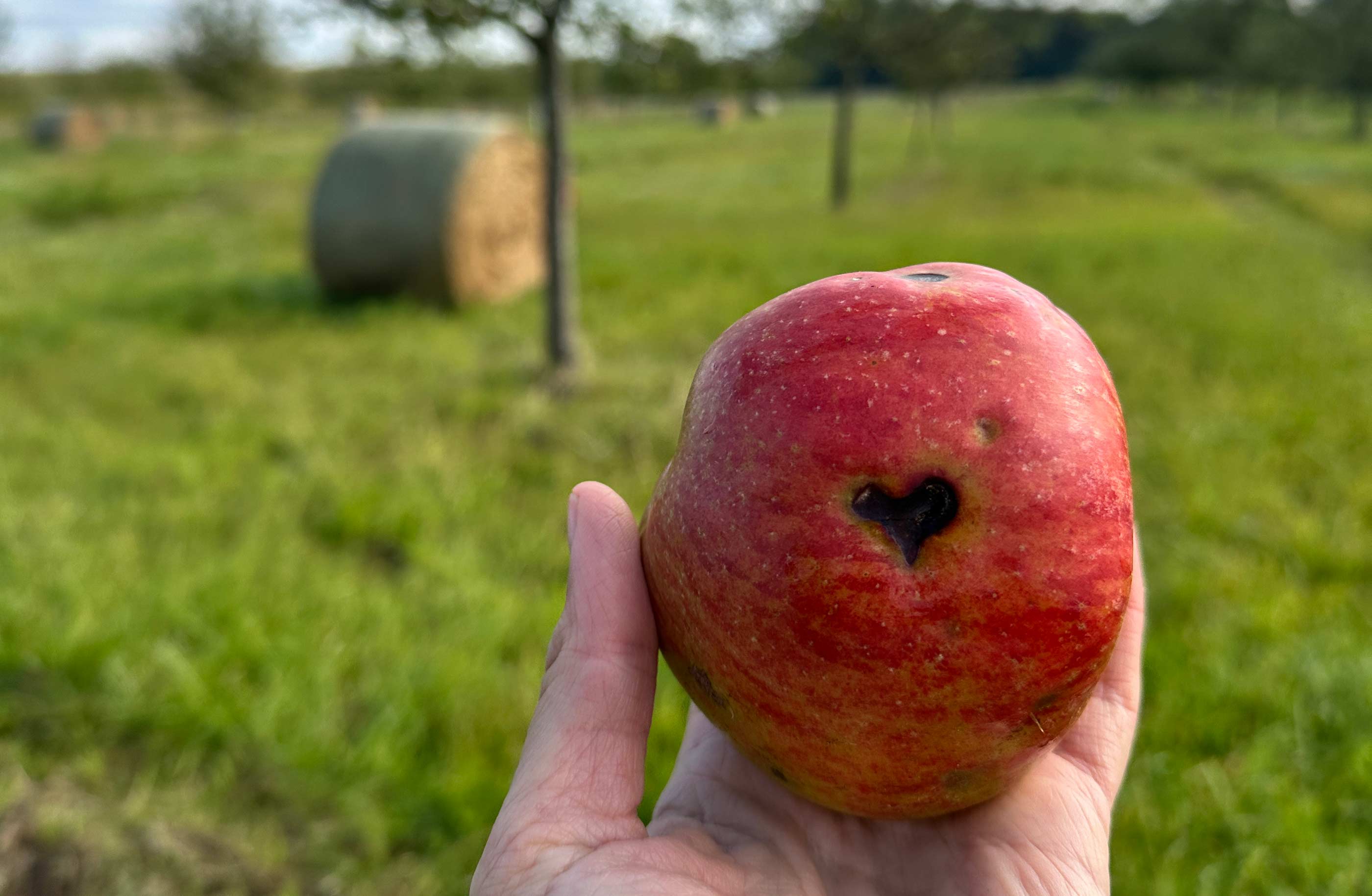 apfel mit einer herz kerbe